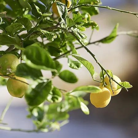 Elia Pensión Pollonia