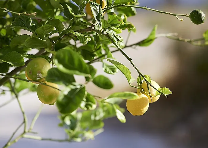 Elia Guest house Pollonia